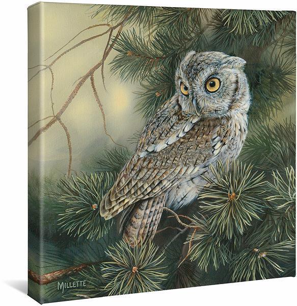 Screech Owl Gallery Wrapped Canvas - Wild Wings
