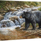 Shadow of the Forest—Black Bear Gallery Wrapped Canvas - Wild Wings