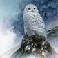 Snow Storm—Snowy Owl Art Print - Wild Wings
