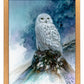 Snow Storm—Snowy Owl