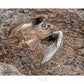 Stealth-Praire Falcon Limited Edition Paper Print - Wild Wings