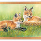 Time Out—Fox Kits