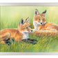 Time Out—Fox Kits
