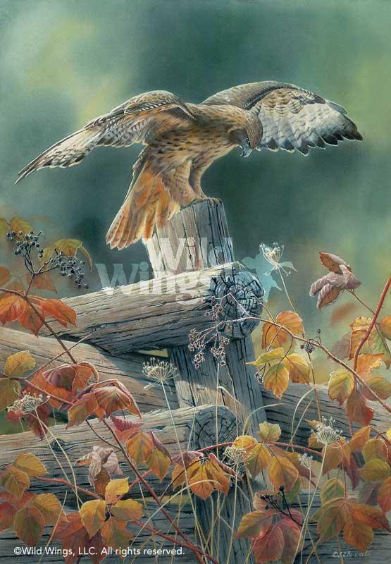 Touchdown—Red—tailed Hawk