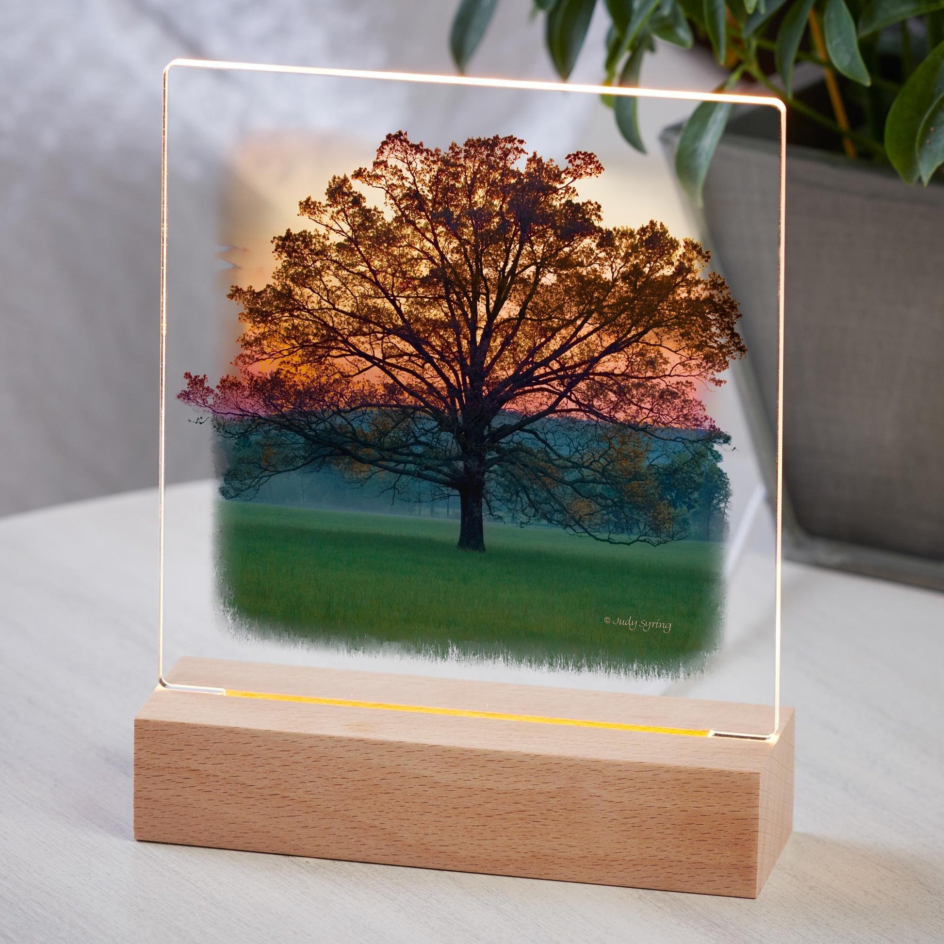 Twilight—Tree Acrylic Night Light - Wild Wings