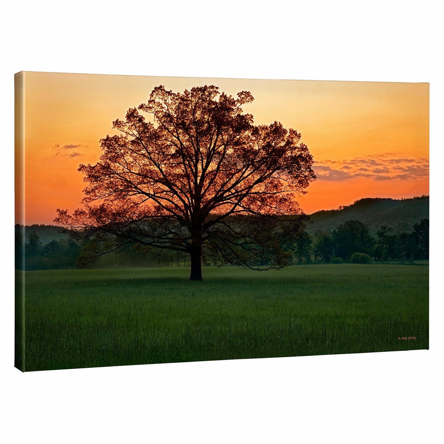 Twilight Delight Gallery Wrapped Canvas - Wild Wings
