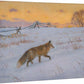 Winter Evening—Fox Gallery Wrapped Canvas - Wild Wings