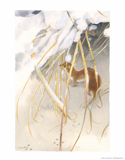 Wintry Weasel Art Print - Wild Wings