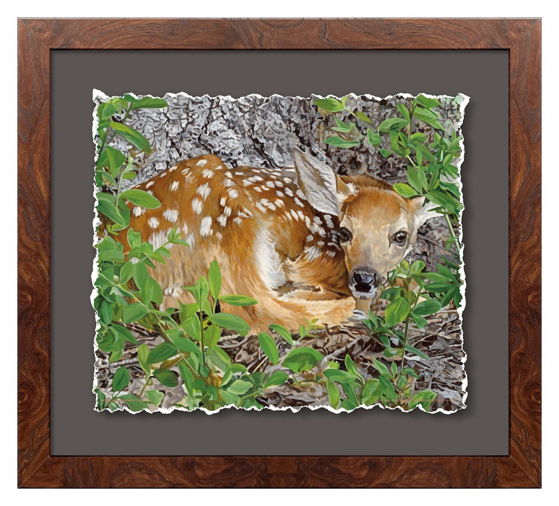 Woodland Wonder—Whitetail Fawn Deckled Edge Paper Print - Wild Wings