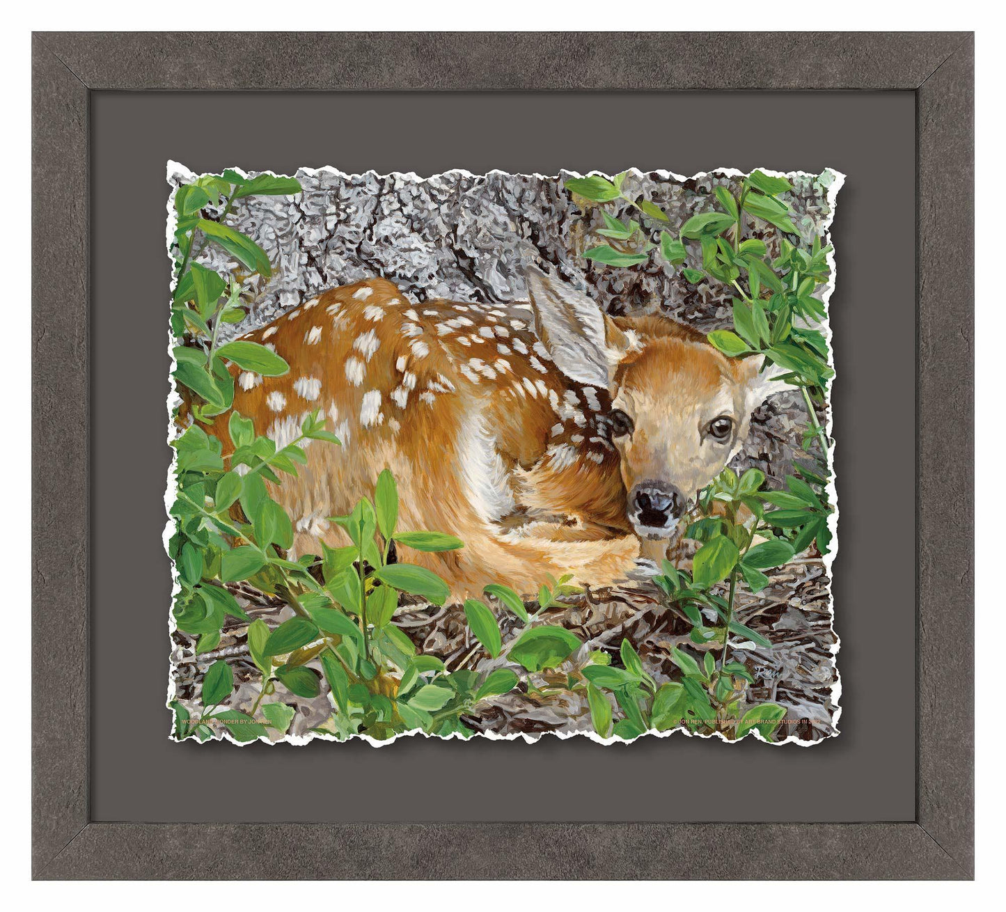 Woodland Wonder—Whitetail Fawn