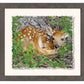 Woodland Wonder—Whitetail Fawn