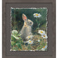Young Cottontail