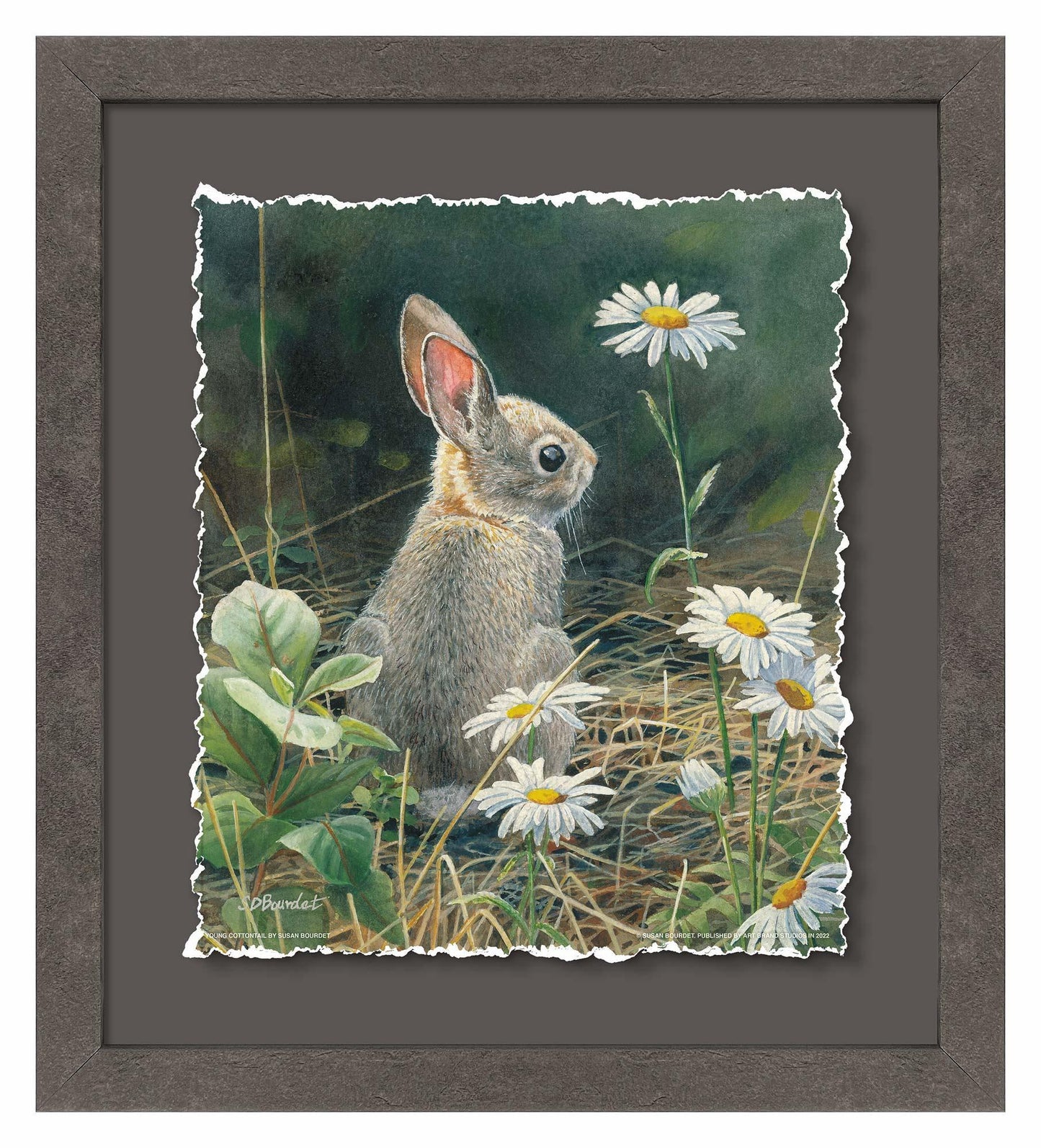Young Cottontail