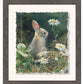Young Cottontail